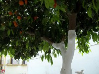 /album/espagnolenaction/a100-0978-jpg/