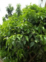 /album/espagnolenaction/a100-0980-jpg/